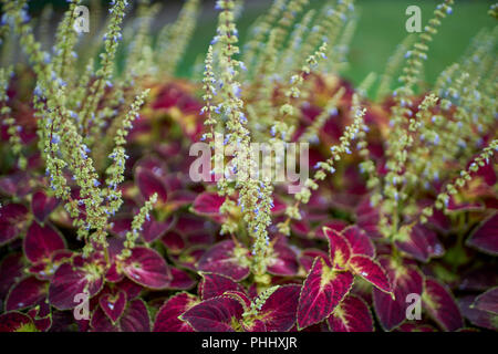 Coleus blumei colorfull plant Stock Photo