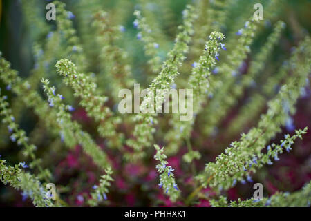 Coleus blumei colorfull plant Stock Photo