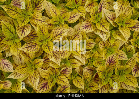 Coleus blumei colorfull plant Stock Photo