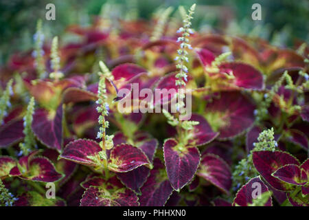 Coleus blumei colorfull plant Stock Photo