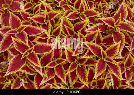 Coleus blumei colorfull plant Stock Photo