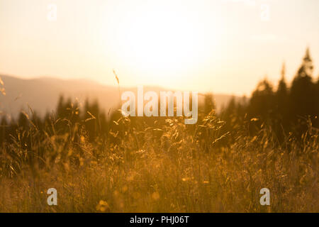 Dry grass on a field at sunset Stock Photo