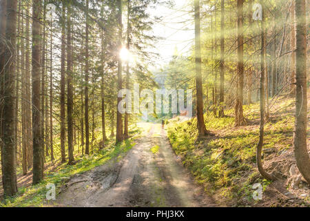 Man on road in the green forest Stock Photo