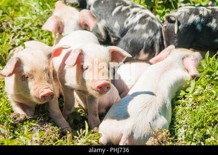 Small cute piglets on the field in nature park Lonjsko polje, Croatia Stock Photo