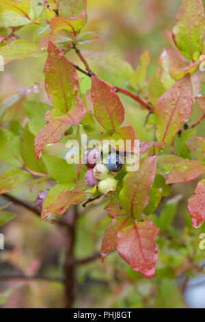 Vaccinium corymbosum. Blueberry bush with developing blueberries after the rain in august. UK Stock Photo