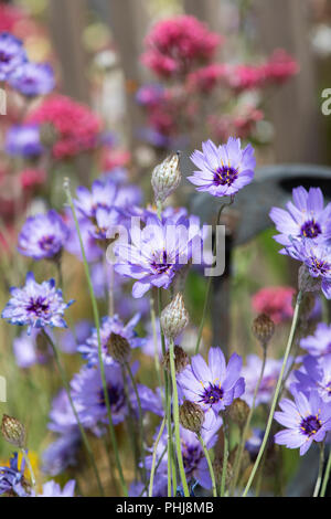 Catananche caerulea  'Amor Blue' . Cupids dart flower. Love Plant Stock Photo
