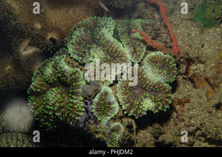 Disk anemone , Discosoma sp., Actinodiscidae, Anilao, Philippines, Batangas, Philippine Sea, Pacific Ocean, Asia Stock Photo