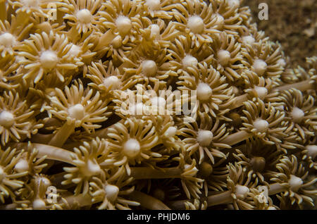 Flowerpot Coral, Goniopora stokesi, Poritidae, Anilao, Batangas, Philippines, Philippine Sea, Pacific Ocean,  Asia Stock Photo