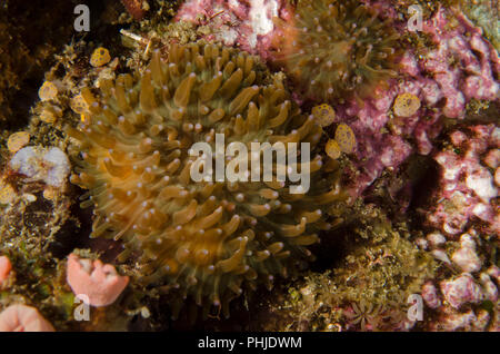 Disk anemone , Discosoma sp., Actinodiscidae, Anilao, Batangas, Philippines, Philippine Sea, Pacific Ocean, Asia Stock Photo