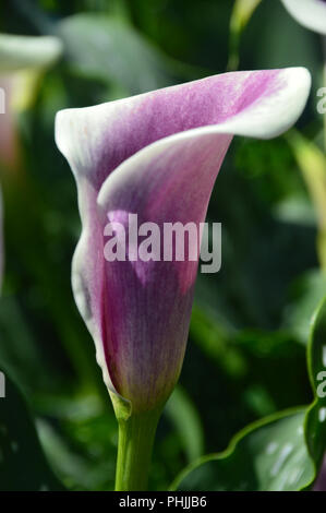 The Purple & Cream Trumpet-shaped flowers of the Calla Lily 'Picasso' (Zantedeschia) Grown in an English Country Garden, Lancashire, England, UK