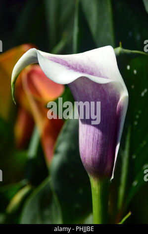 The Purple & Cream Trumpet-shaped flowers of the Calla Lily 'Picasso' (Zantedeschia) Grown in an English Country Garden, Lancashire, England, UK