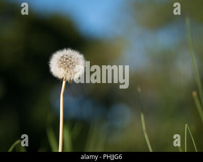 Close-up of dandelion with seeds. Beautiful blurred green / blue background. Stock Photo