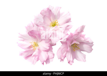 sakura flowers isolated on white background Stock Photo - Alamy
