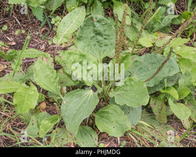 Leaves / foliage of Greater Plantain / Plantago major on a country footpath. Sometimes foraged and cooked as a survival food. Stock Photo