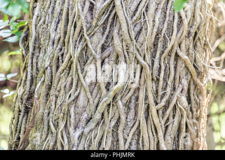 detail image of a plethora of vines on a large tree trunk Stock Photo
