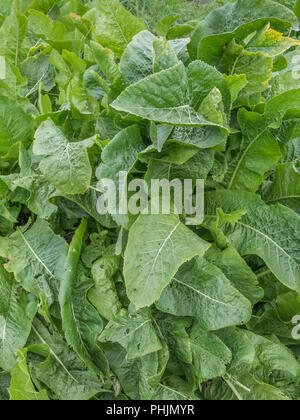 Large green leaves of a cluster of Horseradish / Armoracia rusticana plants growing. A medicinal plant, Horseradish was once used in herbal remedies. Stock Photo