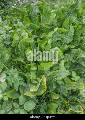 Large green leaves of a cluster of Horseradish / Armoracia rusticana plants growing. A medicinal plant, Horseradish was once used in herbal remedies Stock Photo