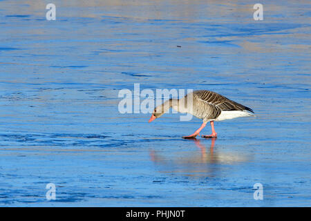 Greylag goose Stock Photo