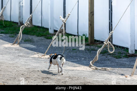 dog running along the edge of a large tent Stock Photo