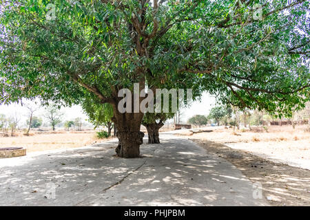 A large greenery mango trees on center of a rural village road close view looked once. Stock Photo