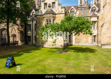 Descendant of Newton's Apple Tree, Trinity College, Cambridge, UK Stock Photo