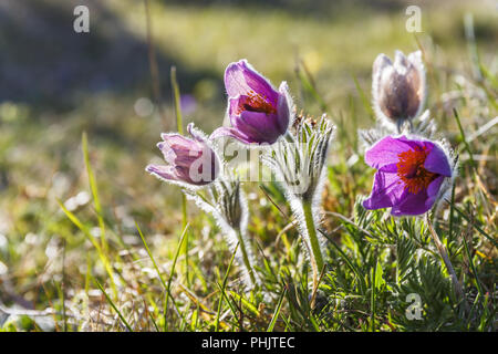 Pasque flowers early spring flowers in bloom Stock Photo