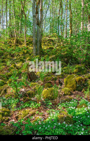 Flowering Wood anemone at a blockfield in the forest Stock Photo