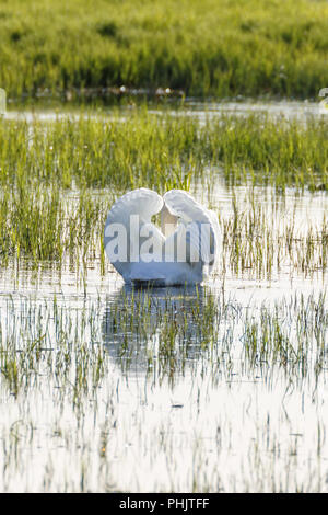 Mute swan swimming in a lake showing his plumage Stock Photo