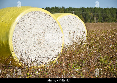 Close-up round bales of harvested cotton wrapped in yellow plastic. Agriculture background Stock Photo