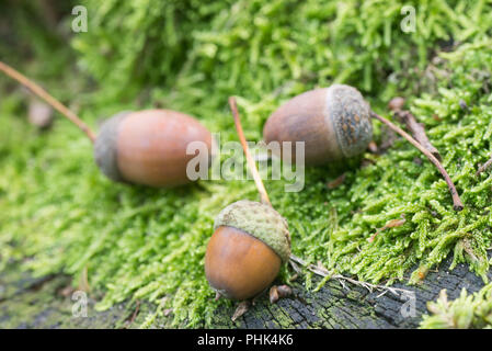 acorns on mossy background macro selective focus Stock Photo