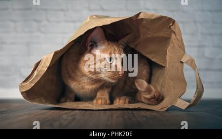 Cute ginger cat sitting in a paper bag and looking curious sideways. Stock Photo