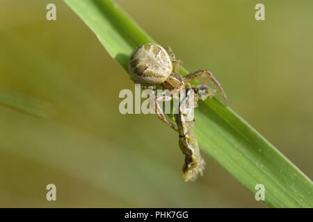 common crab spider Stock Photo