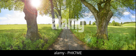 avenue with old linden trees, small road and sunbeams Stock Photo