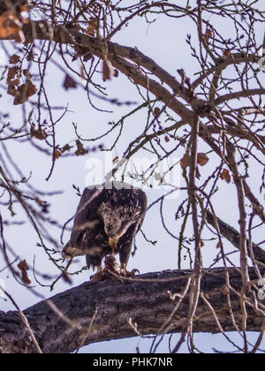 Young bald eagle dining in a tree, autumn, Rocky Mountain Arsenal Wildlife Refuge, Commerce City, Colorado. Stock Photo
