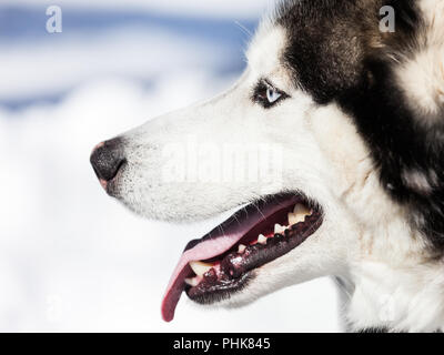 Cute siberian husky dog walking outdoor Stock Photo
