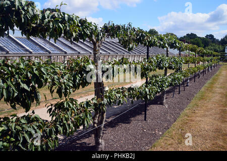 Apple Trees Grown in the Walled Kitchen Garden at Tatton Park, Knutsford, Cheshire, England, UK. Stock Photo