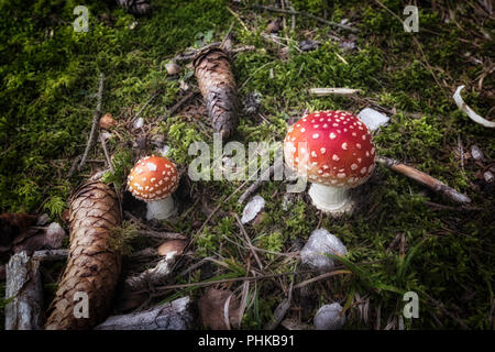 Small fly agaric mushrooms on forest floor Stock Photo