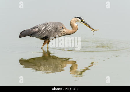 Good news, bad news Great blue heron catches fish, Reifel Bird Sanctuary, Westham Island, BC Stock Photo