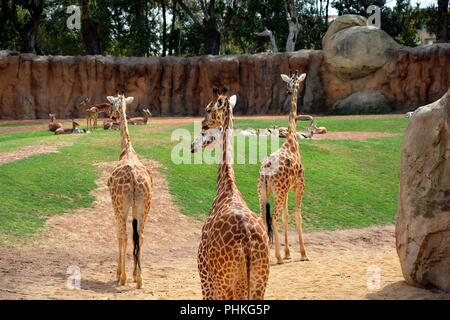 giraffes, one of two heads Stock Photo