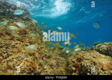 A shoal of fish with rock below water surface( dreamfish Sarpa salpa ) in the Mediterranean sea, marine reserve of Cerbere Banyuls, France Stock Photo
