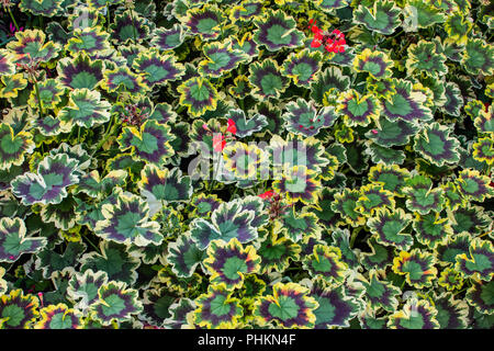 Full-frame image of 'Mrs Pollock' pelargonium plants, a type of geranium Stock Photo