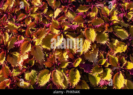 Full-frame image of the Henna Coleus plant Stock Photo