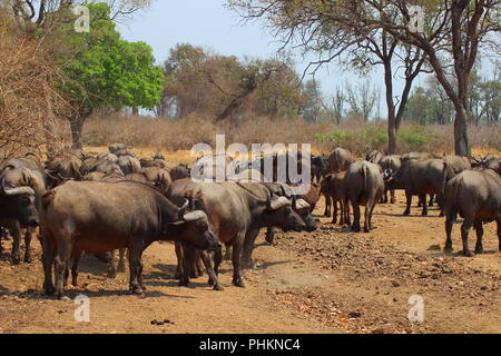 African buffaloes in South Luangwa National Park - Zambia Stock Photo