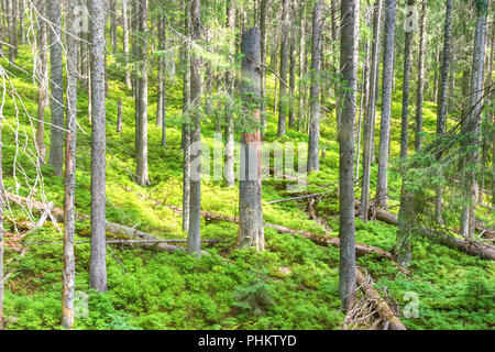 Morning in green spring forest Stock Photo