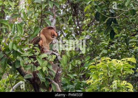 Mature male proboscis monkey (Nasalis larvatus) in the jungle, Tanjung Puting National Park, Kalimantan, Indonesia Stock Photo