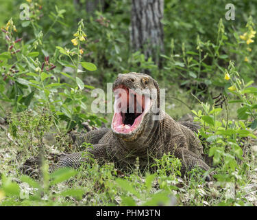 Deep throat, Komodo dragon with wide open mouth, Komodo Island, Indonesia Stock Photo