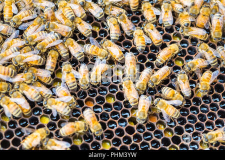 worker bees on honeycomb Stock Photo