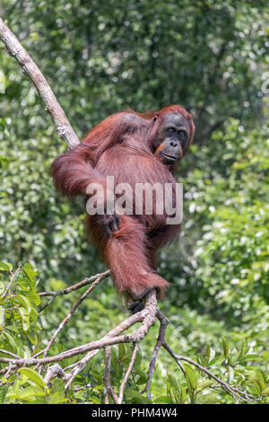 Bornean oranugtan standing high in a tree, Sekonyer River, Kalimantan, Indonesia Stock Photo