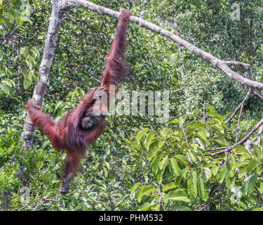 Wild orangutan swinging in a  the tree by the Sekonyer River, Tanjug Puting NP, Indonesia Stock Photo