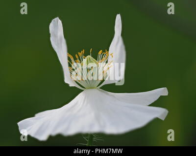 Poppy Papaver 'Bridal Silk' Stock Photo